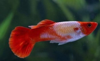 Acuario Black Fish