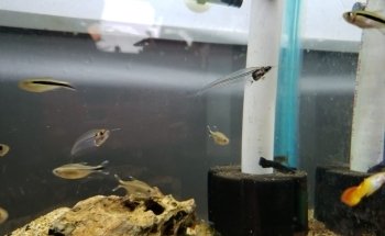 Acuario Black Fish