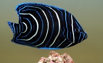Acuario Nautilus