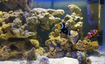 Acuario Nautilus