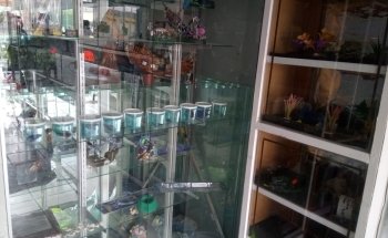 Aquarium Juan Peez