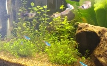 Aquarium Juan Peez