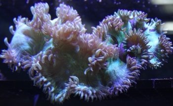 Fine Pebble Aquarium