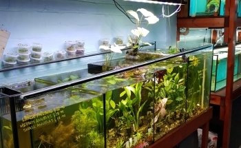 Fine Pebble Aquarium