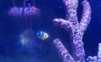 Fine Pebble Aquarium