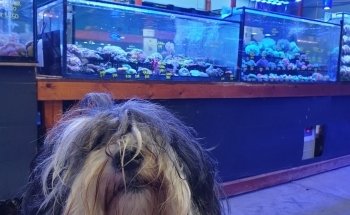 Fine Pebble Aquarium