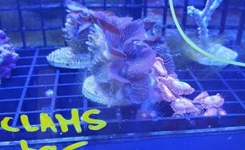 Fine Pebble Aquarium
