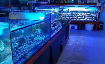 Fine Pebble Aquarium