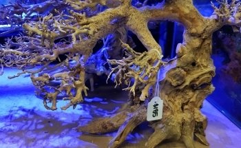 Fine Pebble Aquarium