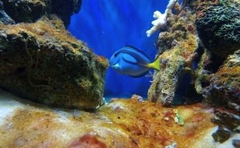 ACUARIO PECES AGUILAR UC