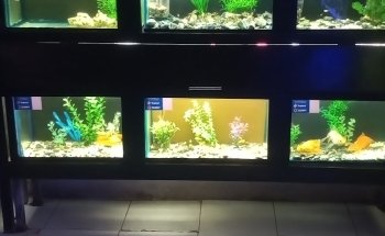 ACUARIO PECES AGUILAR UC