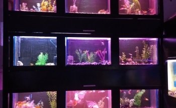ACUARIO PECES AGUILAR UC