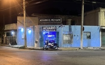 El Pez Gato
