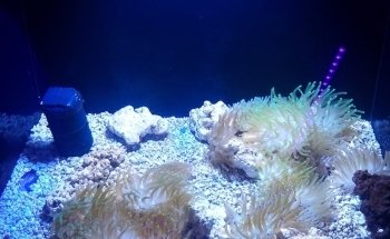 Acuario Mar Caribe