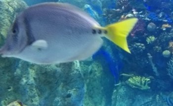 Acuario Mar Caribe