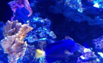 Acuario Mar Caribe