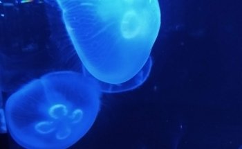 Acuario Mar Caribe