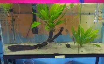 Acuario Nazas