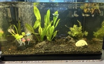 Acuario Nazas