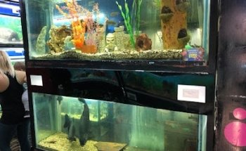 Acuario cardumen