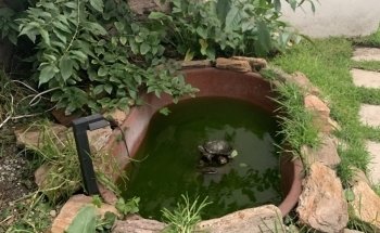 Oasis Animal