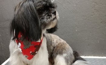 Oasis Animal