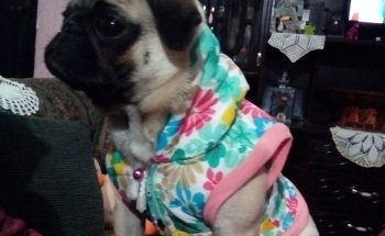 Oasis Animal