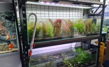 Newtown Aquarium