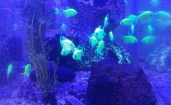 AQUATIC WORLD