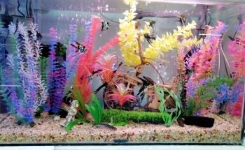 ACUARIO NACOZARI