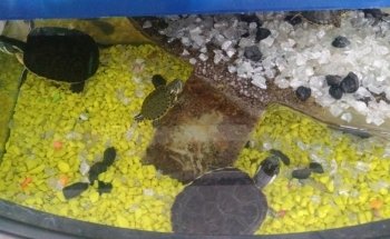 ACUARIO NACOZARI