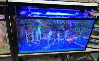 ACUARIO NACOZARI
