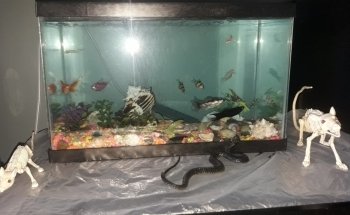 ACUARIO NACOZARI