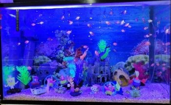 ACUARIO NACOZARI
