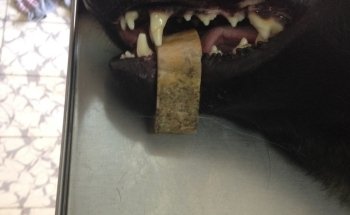 Clínica Veterinaria Nicniuh