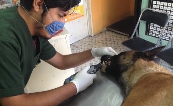 Clínica Veterinaria Nicniuh