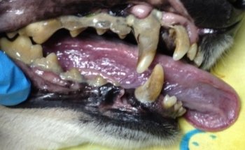 Clínica Veterinaria Nicniuh