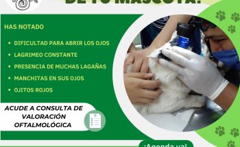 Clínica Veterinaria Nicniuh