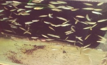 Acuario Aqua Pez