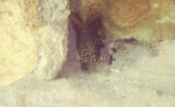 Acuario Aqua Pez