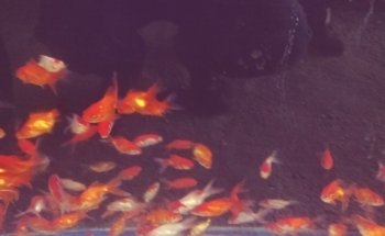 Acuario Aqua Pez