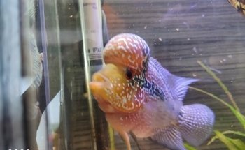 Acuario Aqua Pez