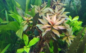 Acuario Aqua Pez