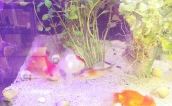 Acuario Aqua Pez