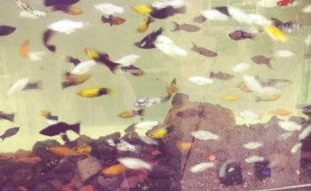 Acuario Aqua Pez