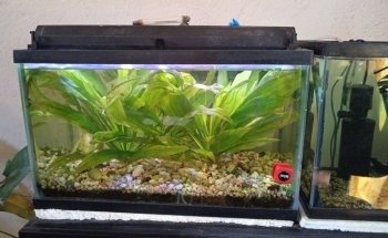 Acuario Aqua Pez