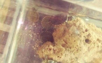 Acuario Aqua Pez