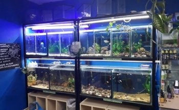Aqualion acuario y tienda de mascotas