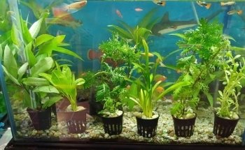 Purple Lotus Aquarium