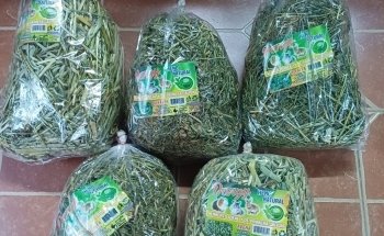 Acuario El Loto Púrpura